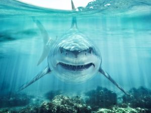 During Shark Week, New Ad Campaign Urges Congress to “Stop the Feeding Frenzy” on 340B Drug Pricing Program